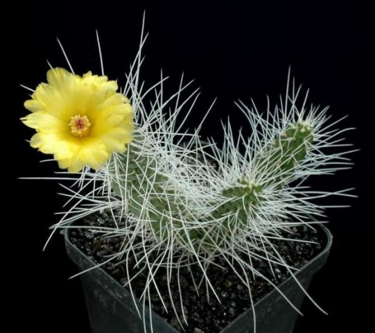 Tephrocactus_weberi